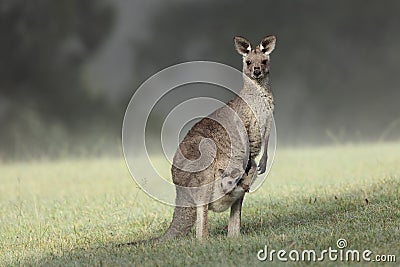 Eastern Grey Kangaroo with joey Stock Photo