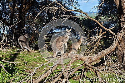 Eastern grey kangaroo Tower Hill Victoria Australia Stock Photo