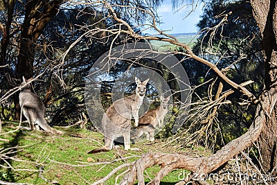 Eastern grey kangaroo Tower Hill Victoria Australia Stock Photo