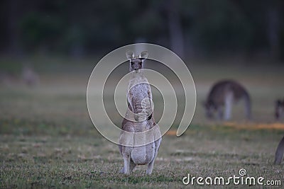 eastern grey kangaroo (Macropus giganteus) in the morning at the food intake ,Queensland ,Australia Stock Photo