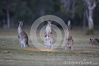 eastern grey kangaroo (Macropus giganteus) in the morning at the food intake ,Queensland ,Australia Stock Photo