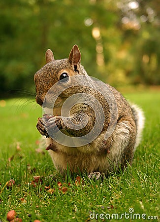 Eastern Grey squirrel Stock Photo