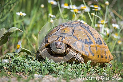 Eastern Hermann`s tortoise. Testudo hermanni boettgeri Stock Photo