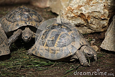Eastern Hermann's tortoise (Testudo hermanni boettgeri). Stock Photo