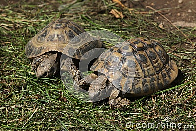 Eastern Hermann's tortoise (Testudo hermanni boettgeri). Stock Photo