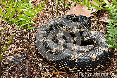 Eastern Hognose Snake Stock Photo