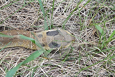 Eastern Hognose Snake Sliding Through Grass Stock Photo