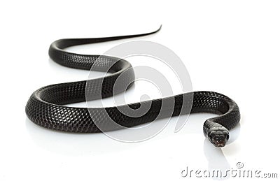 Eastern Indigo Snake Stock Photo