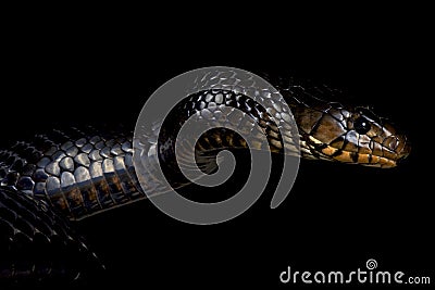 Eastern indigo snake (Drymarchon couperi) Stock Photo