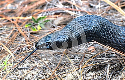 Eastern Indigo snake Drymarchon couperi sandhills of Florida Stock Photo