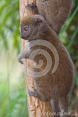 Eastern Lesser Bamboo Lemur Stock Photo