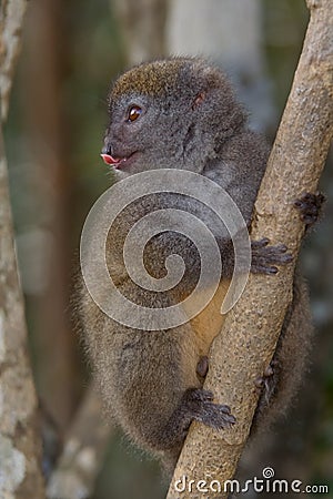 Eastern Lesser Bamboo Lemur Stock Photo