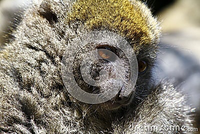Eastern lesser bamboo lemur (Hapalemur griseus) Stock Photo