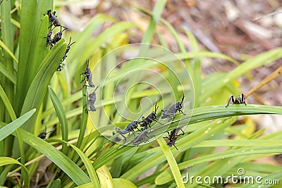 Eastern Lumber Nymphs On Grass Stock Photo