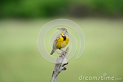 Eastern Meadowlark Stock Photo