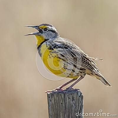 Eastern Meadowlark Singing From a Fence Post - Florida Stock Photo