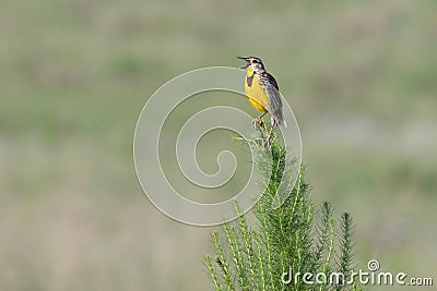 Eastern meadowlark sings in farmer`s field near Clermont, Florida Stock Photo