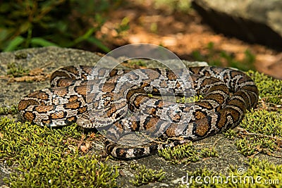 Eastern Milk Snake Stock Photo