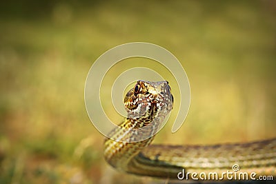 Eastern montpellier snake portrait Stock Photo