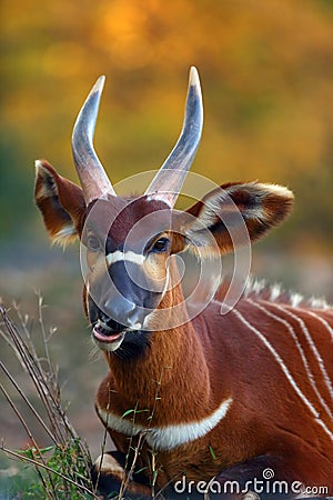 The eastern or mountain bongo Tragelaphus eurycerus isaac portait of the forest antelope Stock Photo