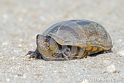 Eastern Mud Turtle Stock Photo