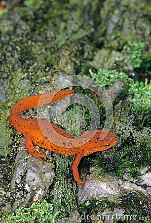 Eastern Newt, Notophthalmus Viridescens, on moss covered log Stock Photo