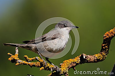 Eastern Orphean Warbler Stock Photo