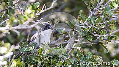 Eastern Orphean Warbler Stock Photo