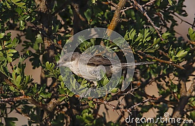 Eastern Orphean Warbler (Sylvia crassirostris) Stock Photo