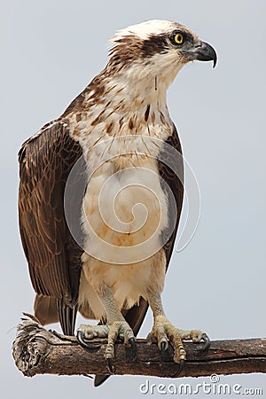 Eastern osprey (Pandion cristatus) - an Australian bird of prey Stock Photo