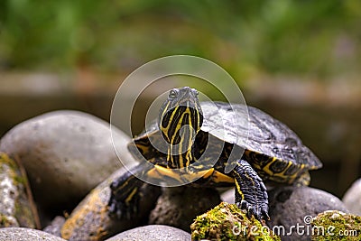 Eastern painted turtle Stock Photo