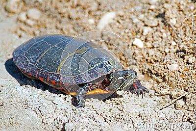 Eastern Painted Turtle Stock Photo