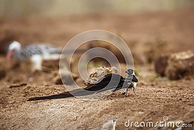 Eastern Paradise-Whydah in Kruger National park, South Africa Stock Photo