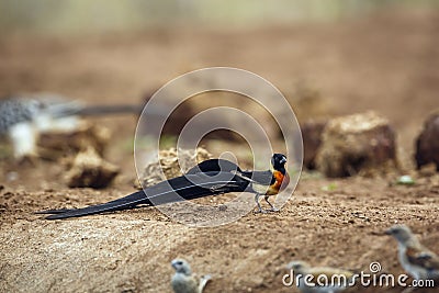 Eastern Paradise-Whydah in Kruger National park, South Africa Stock Photo