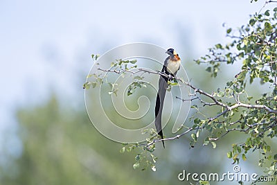 Eastern Paradise-Whydah in Kruger National park, South Africa Stock Photo