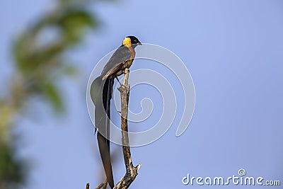 Eastern Paradise-Whydah in Kruger National park, South Africa Stock Photo