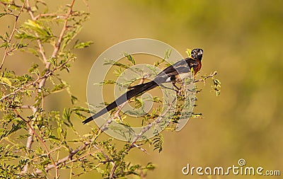 An Eastern Paradise Wydhah in breeding plumage Stock Photo