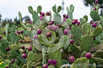 Eastern Prickly Pear tree cactus tree Stock Photo