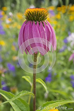 Eastern purple cone flower. Stock Photo