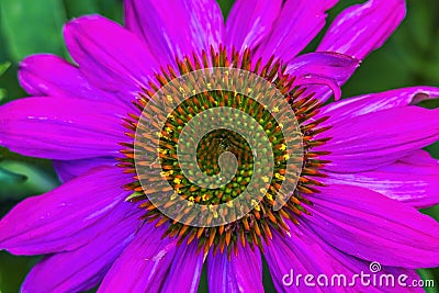 Eastern Purple Coneflower Blooming Macro Stock Photo