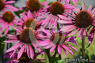 Eastern Purple Coneflower Echinacea Stock Photo