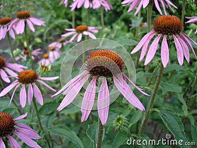 Eastern purple coneflower flowers (rudbeckia) Stock Photo