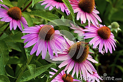 Eastern Purple Coneflower 845912 Stock Photo