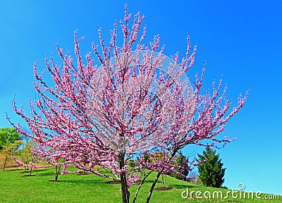 Eastern Redbud Tree Stock Photo