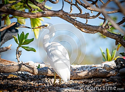 Eastern Reef Egrets sheltering from sun under tree branches Stock Photo