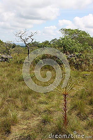 Eastern regions of Colombia. Stock Photo