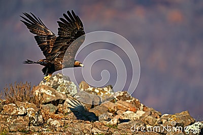 Eastern Rhodopes rock with eagle. Flying bird of prey golden eagle with large wingspan, photo with snowflakes during winter Stock Photo