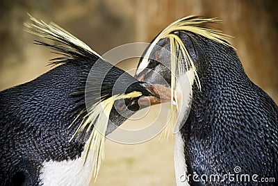 Eastern Rockhopper Penguins Stock Photo
