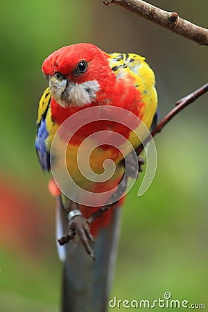 Eastern rosella Stock Photo