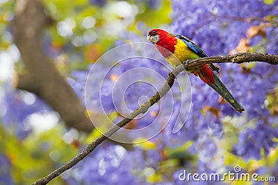 Eastern Rosella and Jacaranda Trees Stock Photo